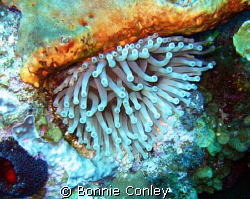 Anemone seen August 2008 in Grand Cayman.  Photo taken wi... by Bonnie Conley 